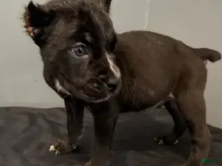 Cane Corso dogs Branch - Ad 30