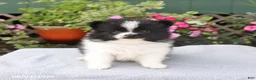 Pomeranian dogs for sale: Lolipop - Ad 3