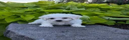 Bichon Frise dogs for sale: Buddy  - Ad 2
