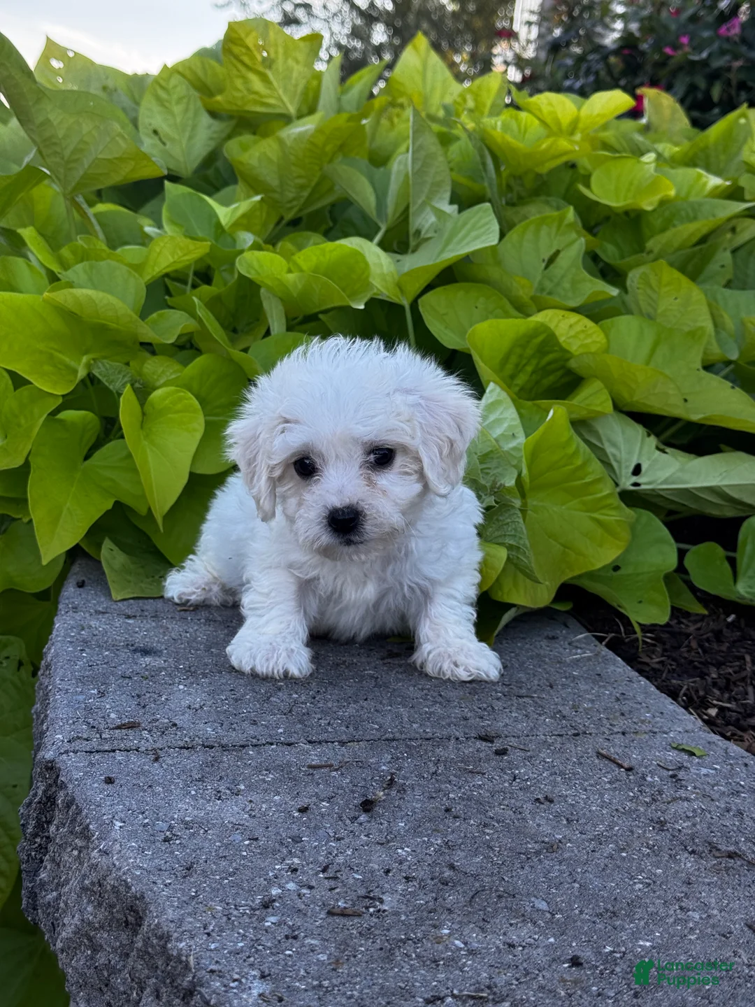Bichon Frise dogs for sale: Buddy  - Ad 2