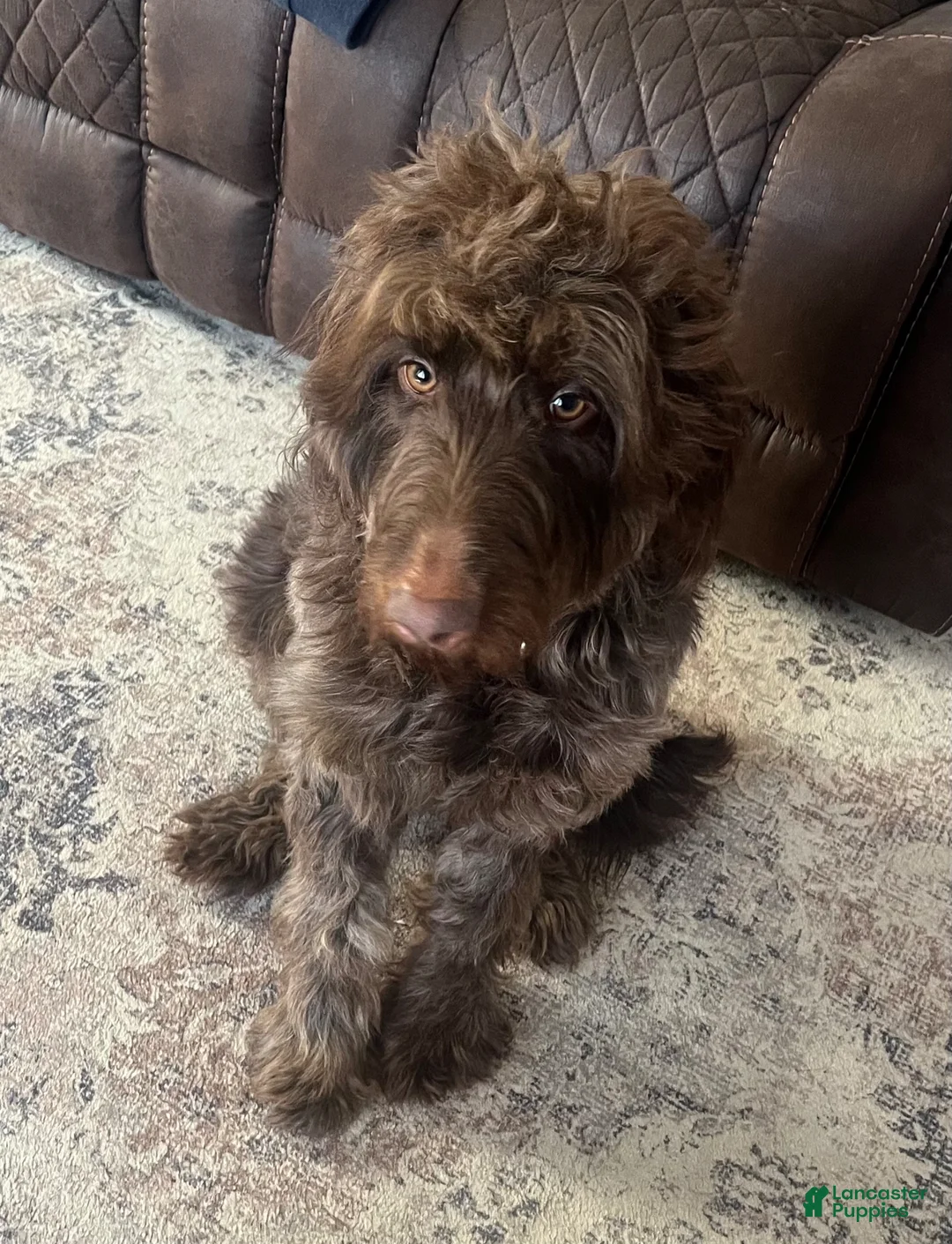 Goldendoodle dogs for sale: Purple  - Ad 7