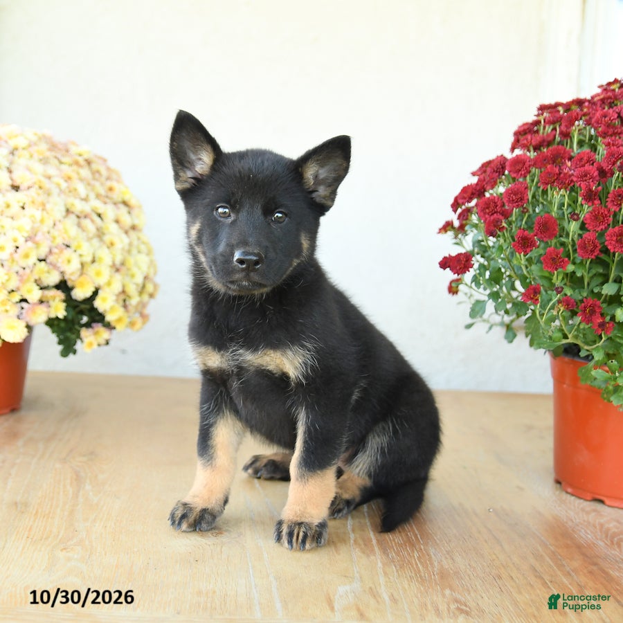 Mixed Breed dogs for sale: Galaxy - Ad 1
