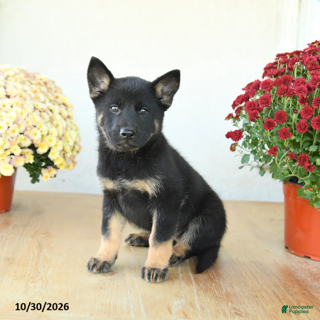 Mixed Breed dogs for sale: Galaxy - Ad 1