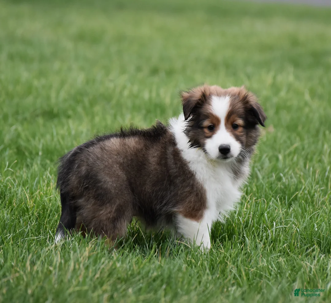 Shetland Sheepdog dogs for sale: Bruno - Ad 4