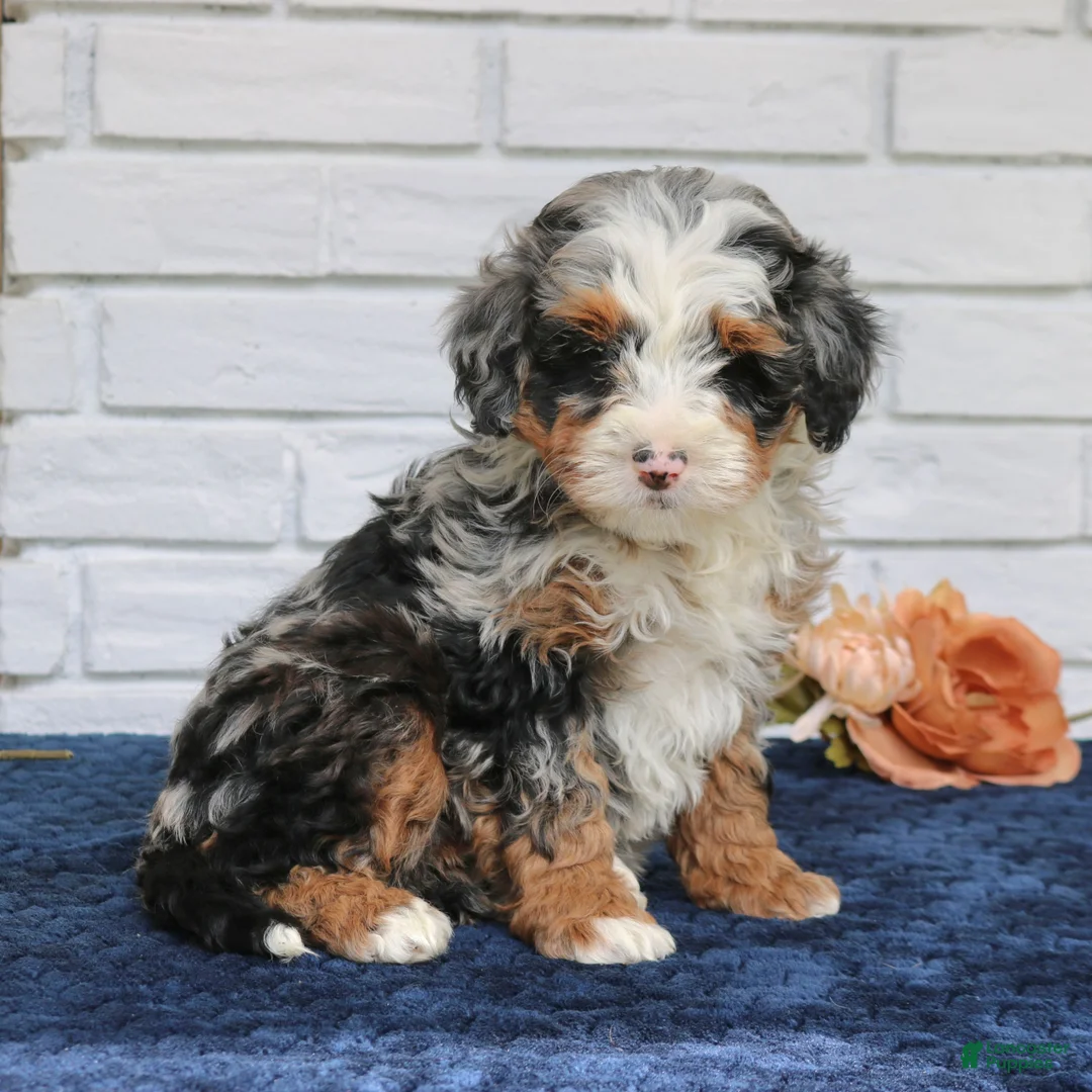 Mini Bernedoodle dogs for sale: Kenzie  - Ad 1