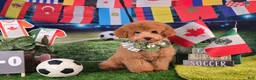 Miniature Poodle dogs for sale: Benny - Potty and Crate Trained🐾 - Ad 7