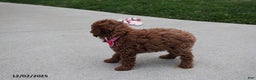 Toy Poodle dogs for sale: Paige - Ad 4