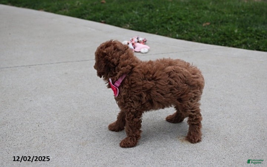 Toy Poodle dogs for sale: Paige - Ad 4