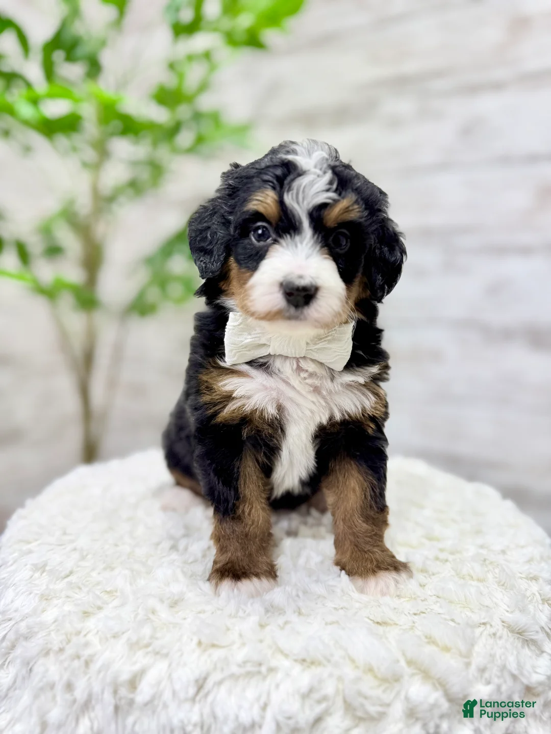 Mini Bernedoodle dogs for sale: 💖 Chloe - Ad 5