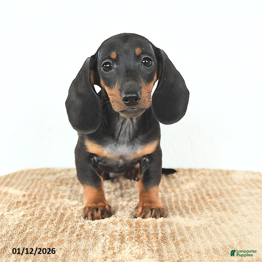 Miniature Dachshund dogs Scamper - Ad 22