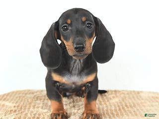 Miniature Dachshund dogs Scamper - Ad 22