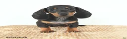 Miniature Dachshund dogs for sale: Scamper - Ad 1