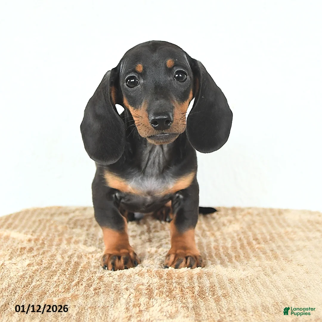 Miniature Dachshund dogs for sale: Scamper - Ad 1