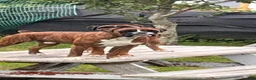 Boxer dogs for sale: Berlín  - Ad 5