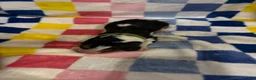Basset Hound dogs for sale: Boy 3-Benji - Ad 1