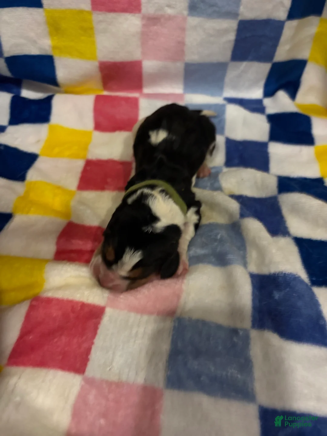 Basset Hound dogs for sale: Boy 3-Benji - Ad 1