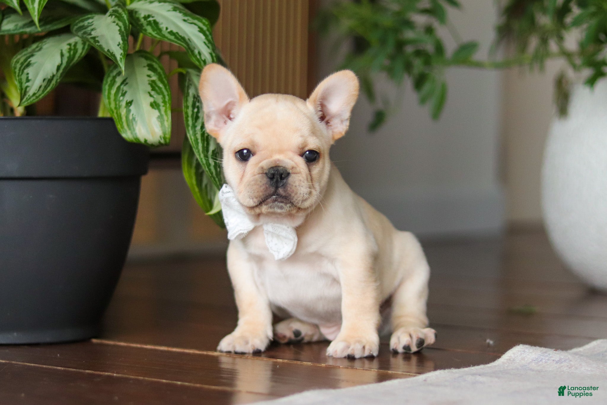 French Bulldog dogs Archie - Ad 1