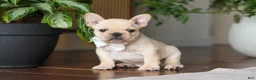 French Bulldog dogs for sale: Archie - Ad 1