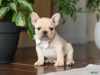 French Bulldog dogs for sale: Archie - Ad 1