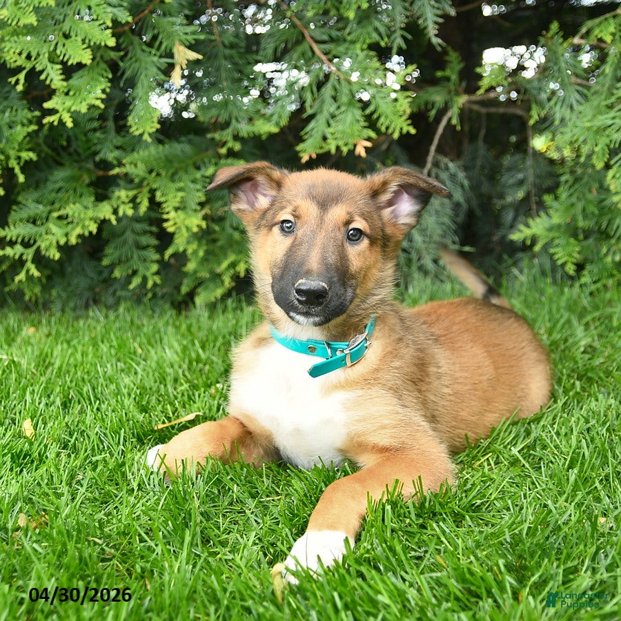 Mixed Breed dogs Eddie - Ad 2