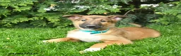 Mixed Breed dogs for sale: Eddie - Ad 2
