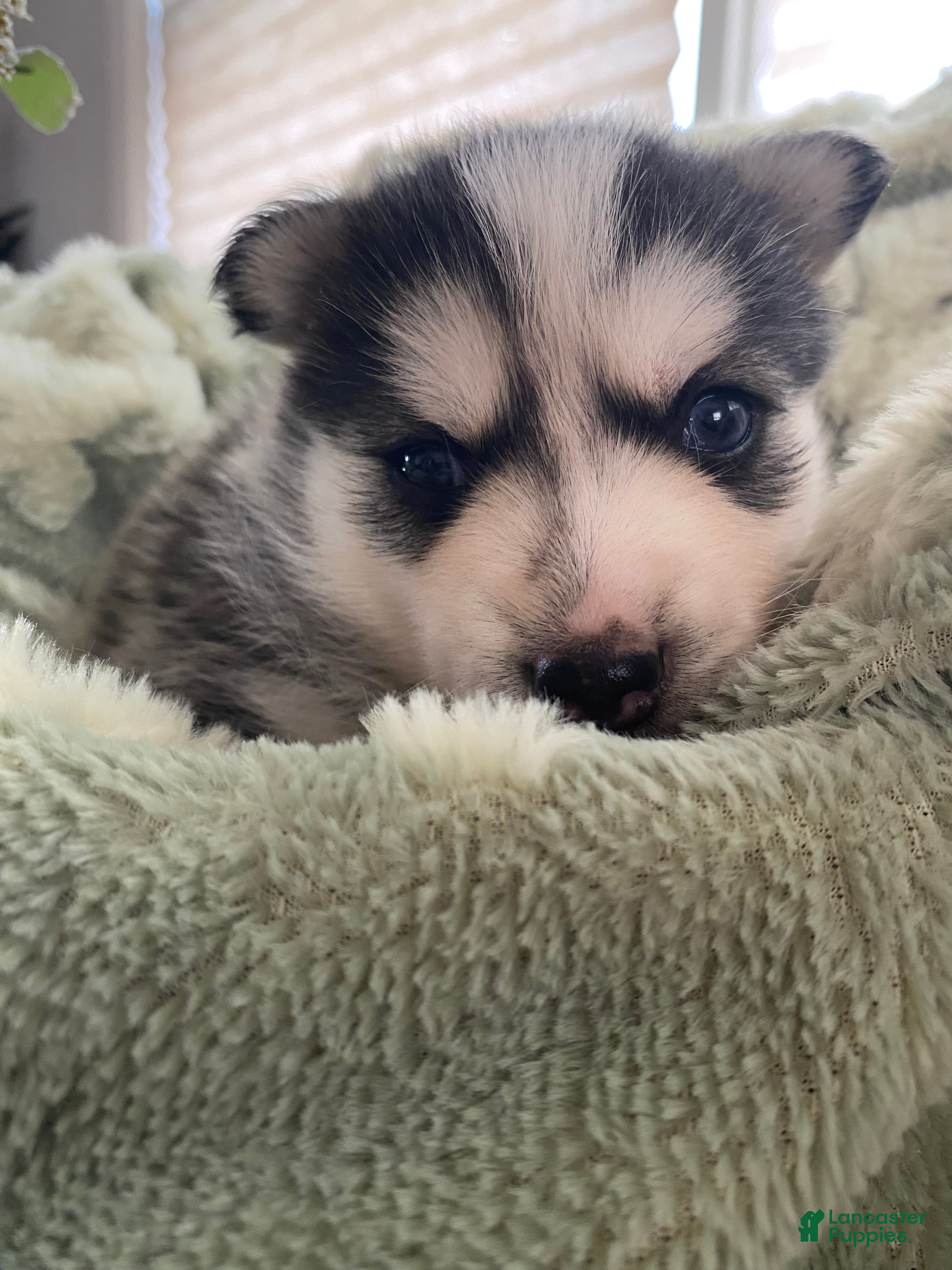 Pomsky dogs Riley - 2 Year Health Contract - Family raised  - Ad 1