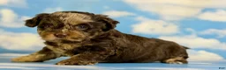 Pekapoo dogs for sale: Joy - Ad 5