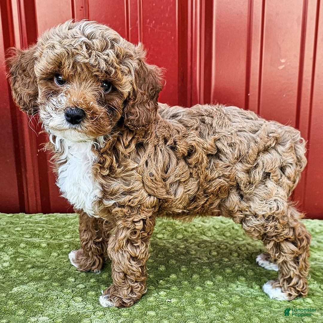 Miniature Poodle dogs for sale: Bailey - Ad 3