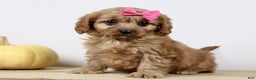 Cavapoo dogs for sale: Macey - Ad 1