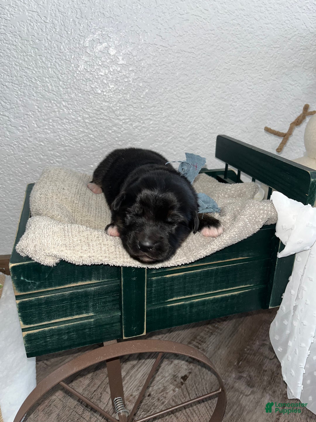 Mixed Breed dogs for sale: Teddy🩵 - Ad 2
