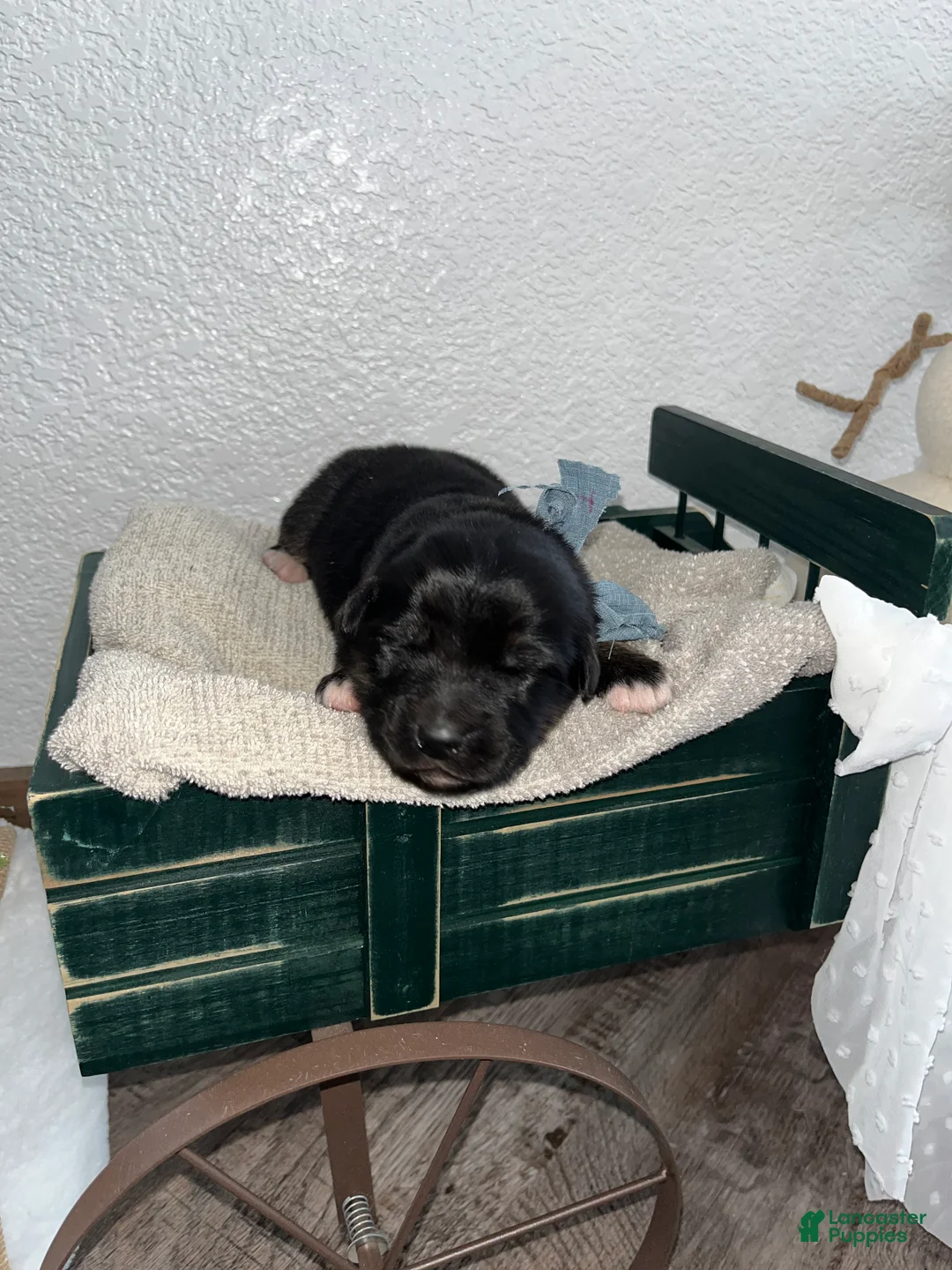 Mixed Breed dogs for sale: Teddy🩵 - Ad 3