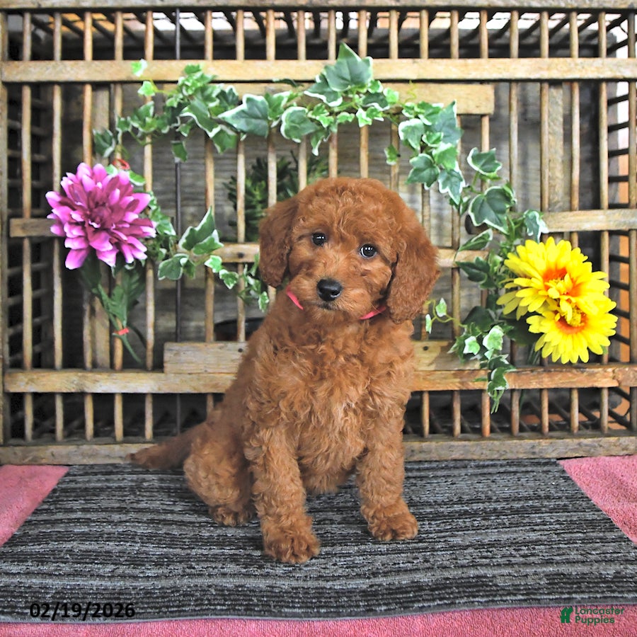 Mini Goldendoodle dogs Sofia - Ad 2