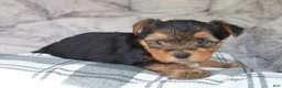 Yorkshire Terrier dogs for sale: Maggie - Ad 12