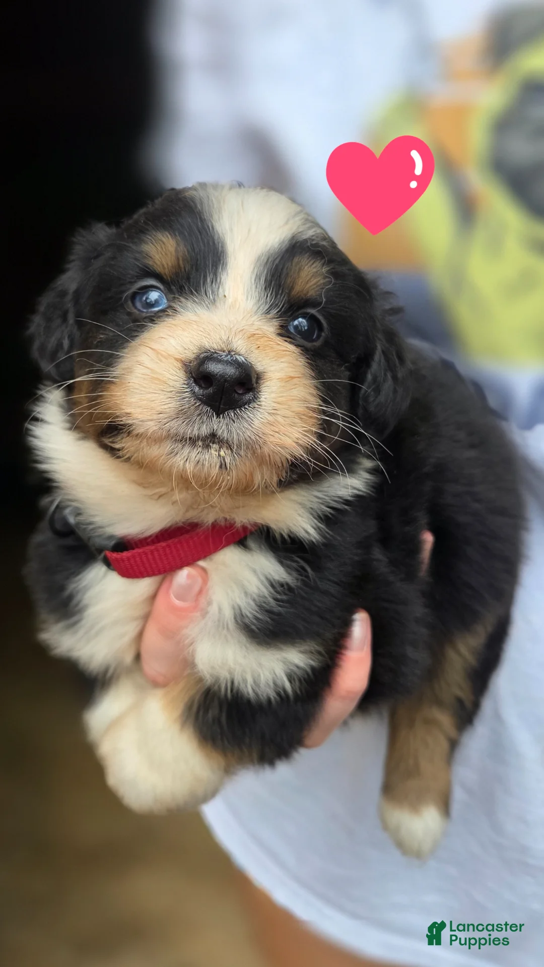 Australian Shepherd dogs for sale: Australian Shepherd Puppy 1 - Ad 1