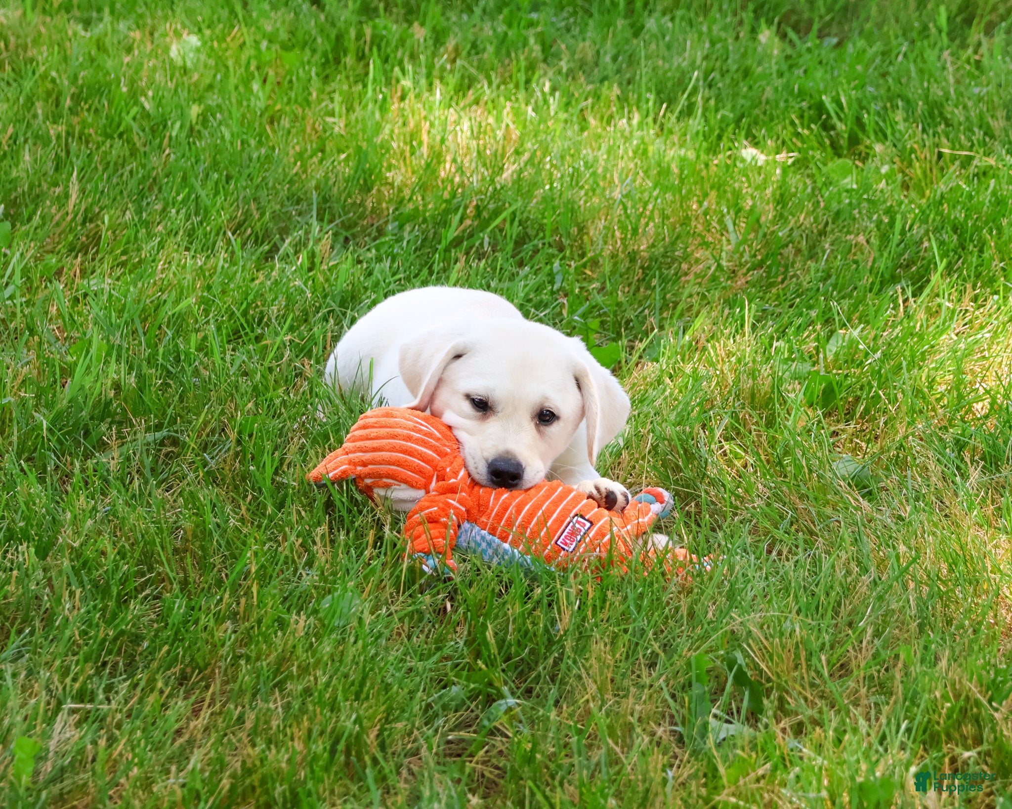 Labrador Retriever dogs Perseus  - Ad 14
