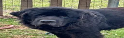 Newfoundland dogs for sale: Boy  - Ad 3