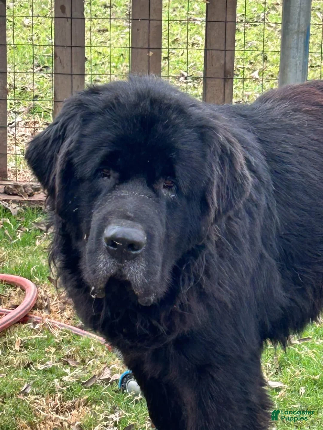 Newfoundland dogs for sale: Boy  - Ad 3