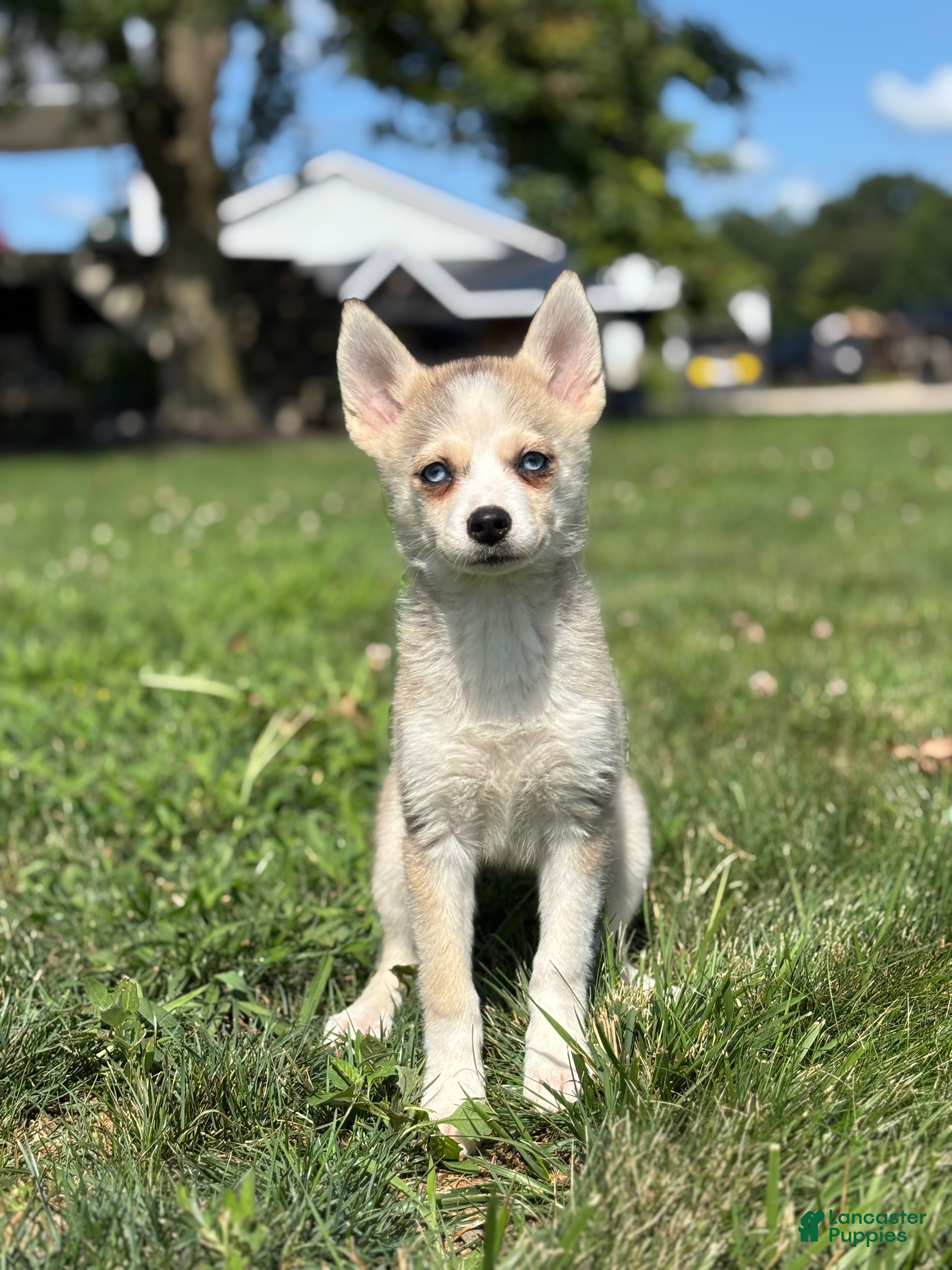 Pomsky dogs Sarah - Ad 1