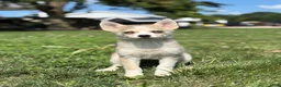 Pomsky dogs for sale: Sarah - Ad 1