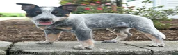 Australian Cattle Dog dogs for sale: Fin - Ad 4