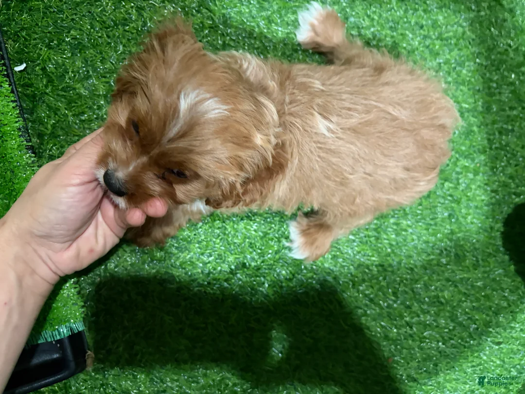 Cavapoo dogs for sale: Vemmo - Ad 2