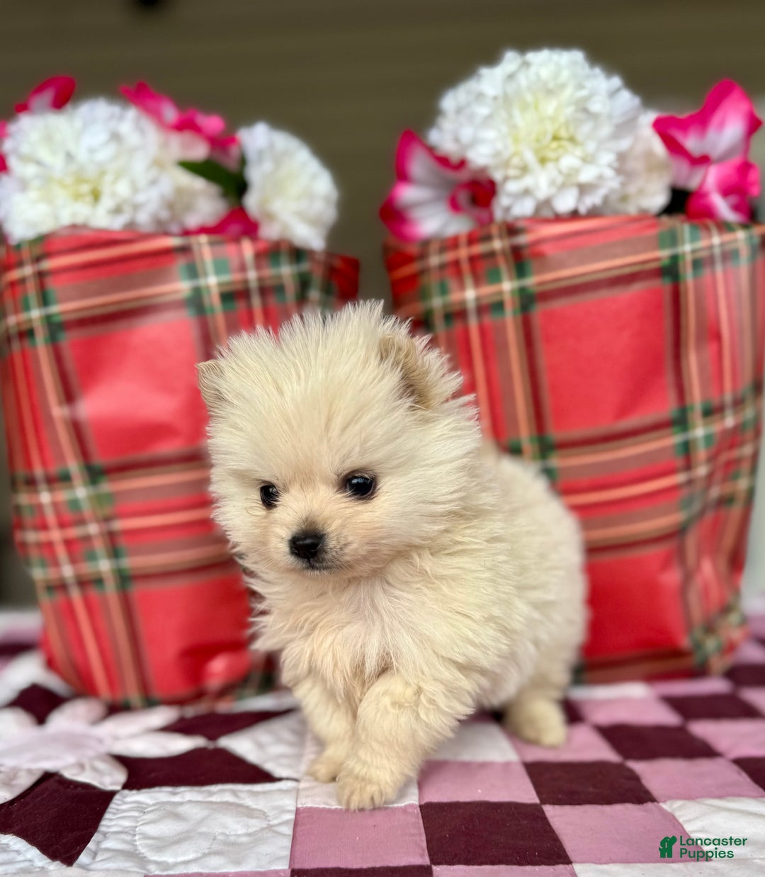 Pomeranian dogs for sale: Nicholas - Ad 3