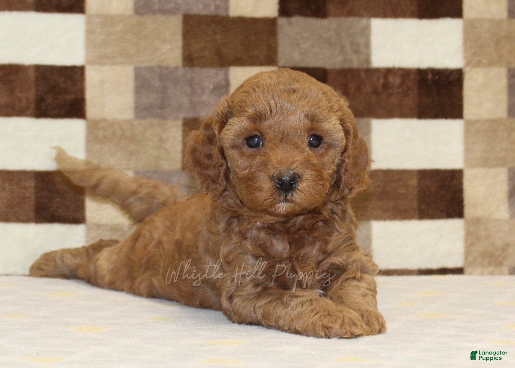 Cavapoo dogs Olivia - Ad 2