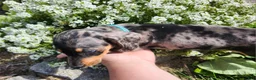 Miniature Dachshund dogs for sale: Sterling  - Ad 8