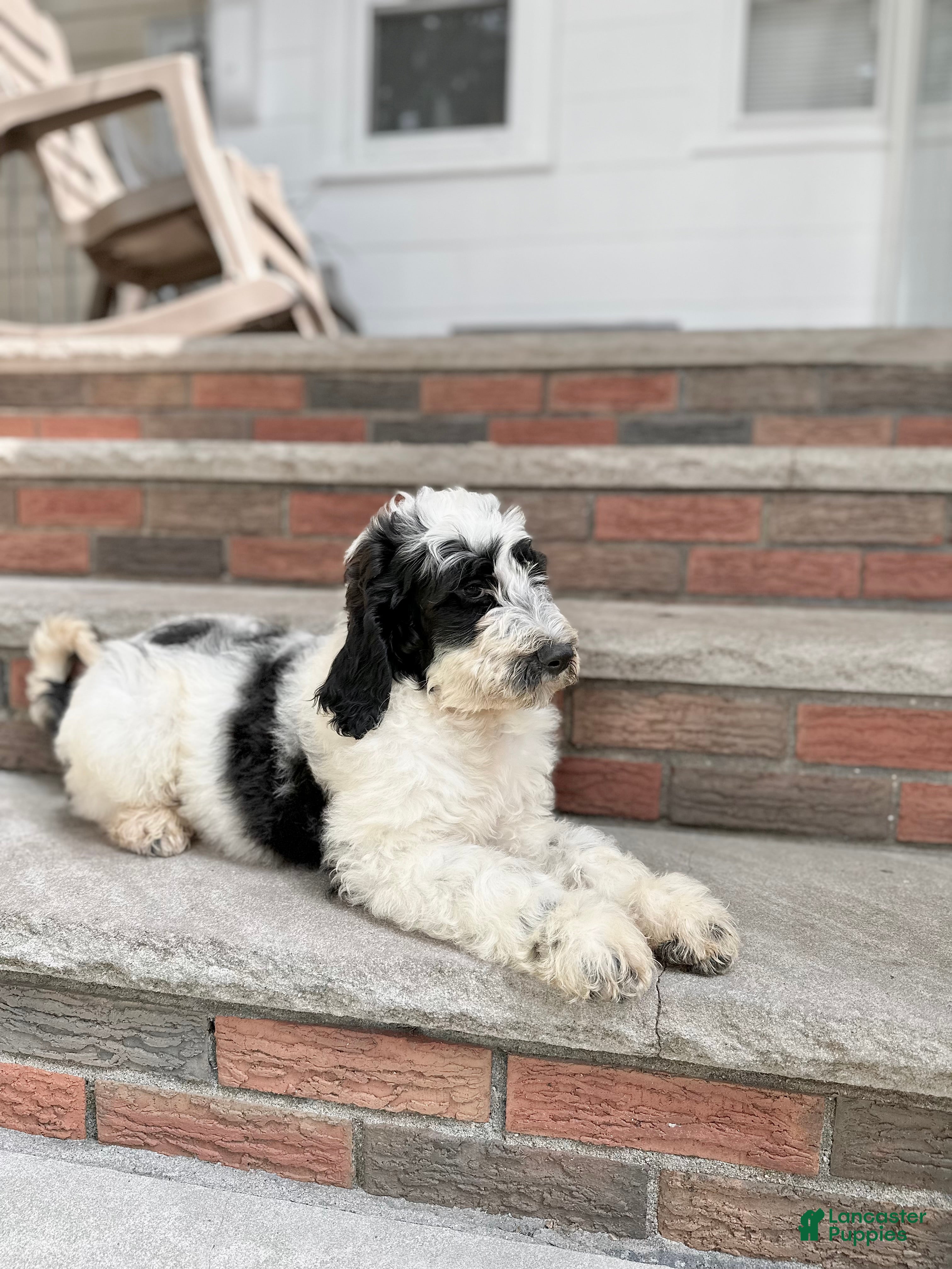 Sheep Dog Golden Doodle Old Teddy Bear Goldendoodle Old English