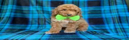 Miniature Poodle dogs for sale: Simba - Ad 7