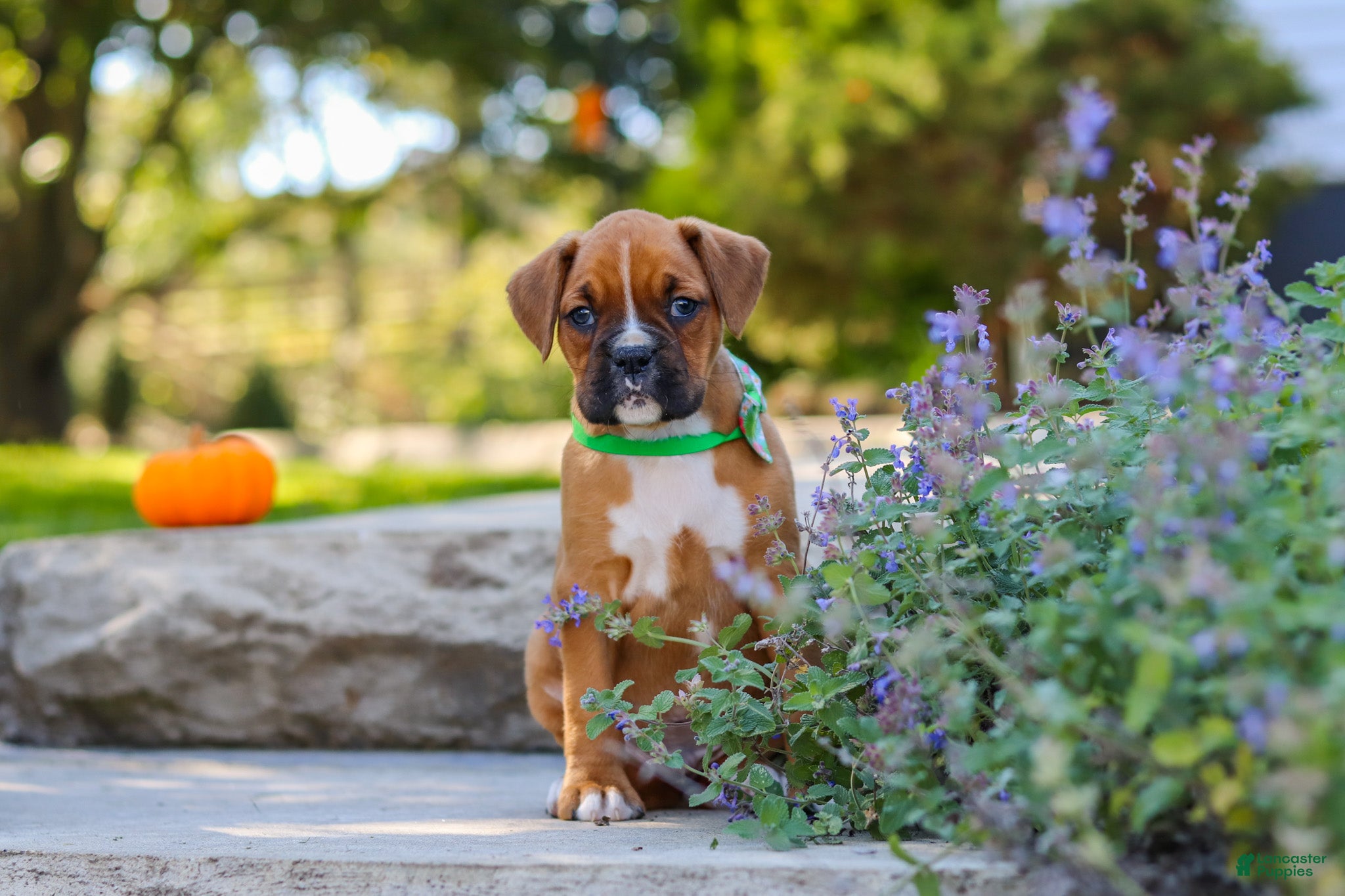Max (Boxer, Male) in Fredericksburg, OH