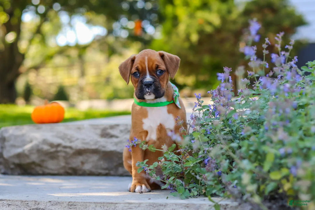 Boxer dogs for sale: Max - Ad 1