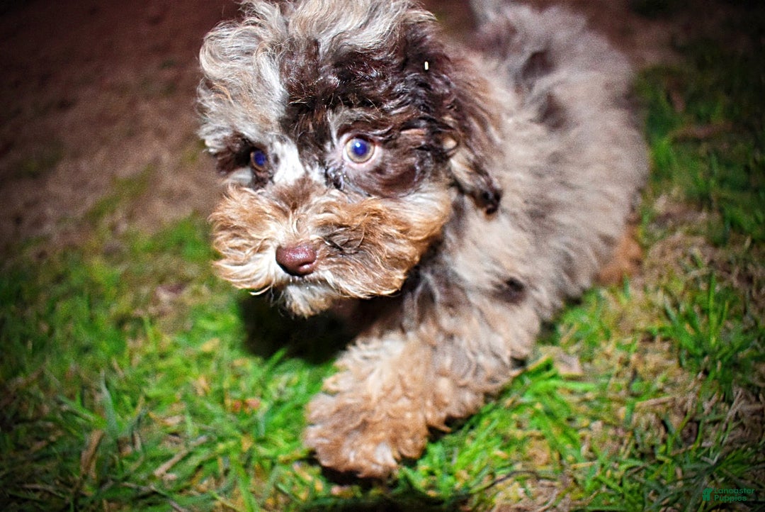 Havapoo dogs for sale: YoYo - Ad 9