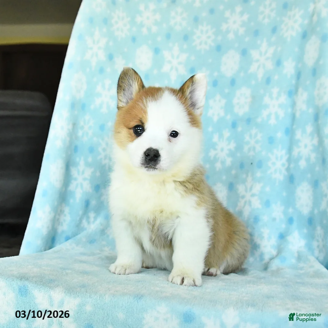 Welsh Corgi Pembroke dogs for sale: Charm  - Ad 2
